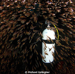 Diver surrounded by glassfish - inside the Cod Hole, Juli... by Michael Gallagher 